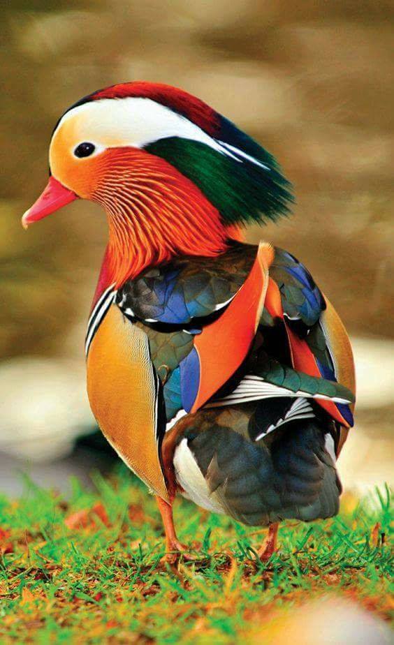 colorful-duck.jpg