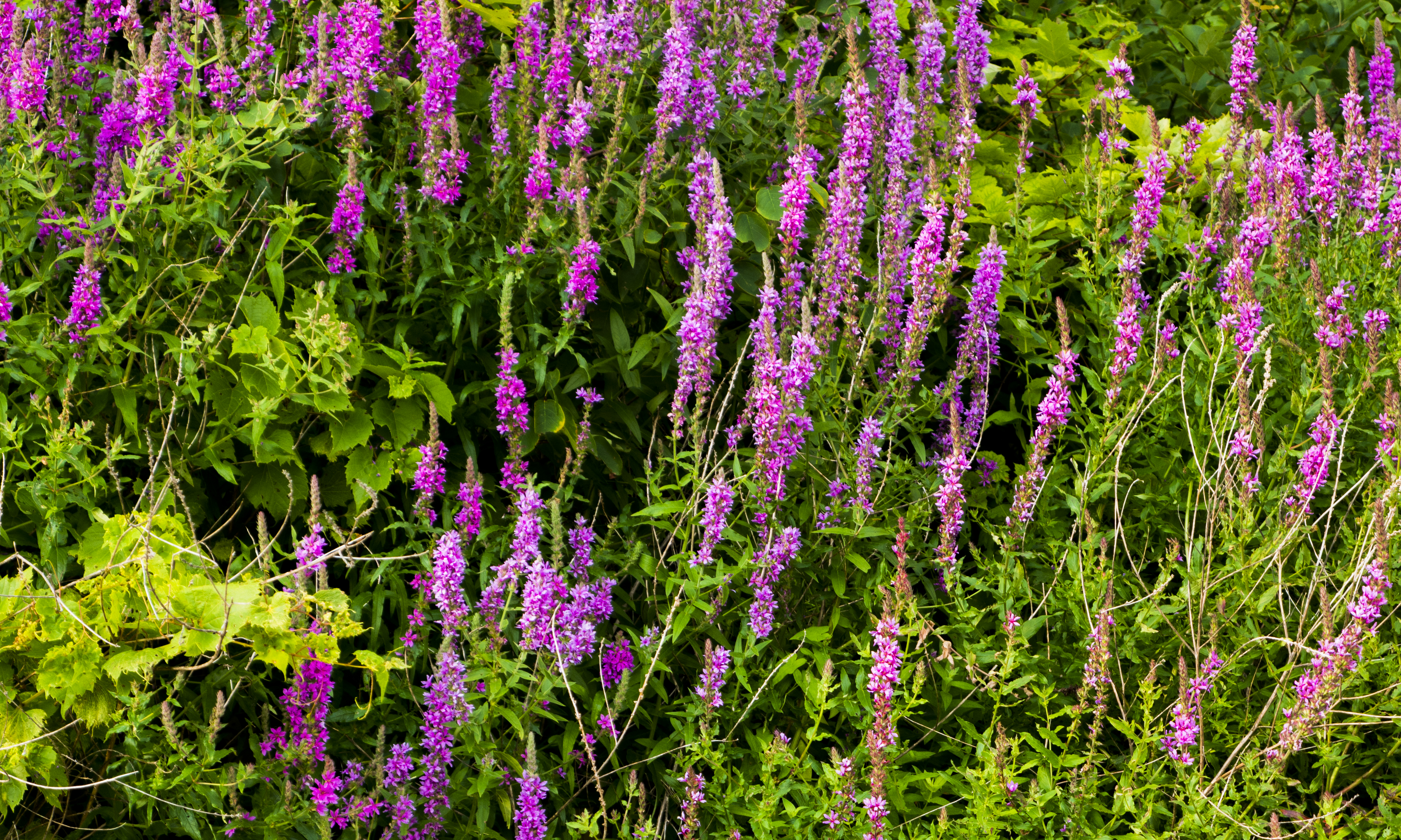 LOOSESTRIFE_@__PS_P1100038.jpg