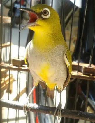 Bird Species Pleci In Indonesia Steemit