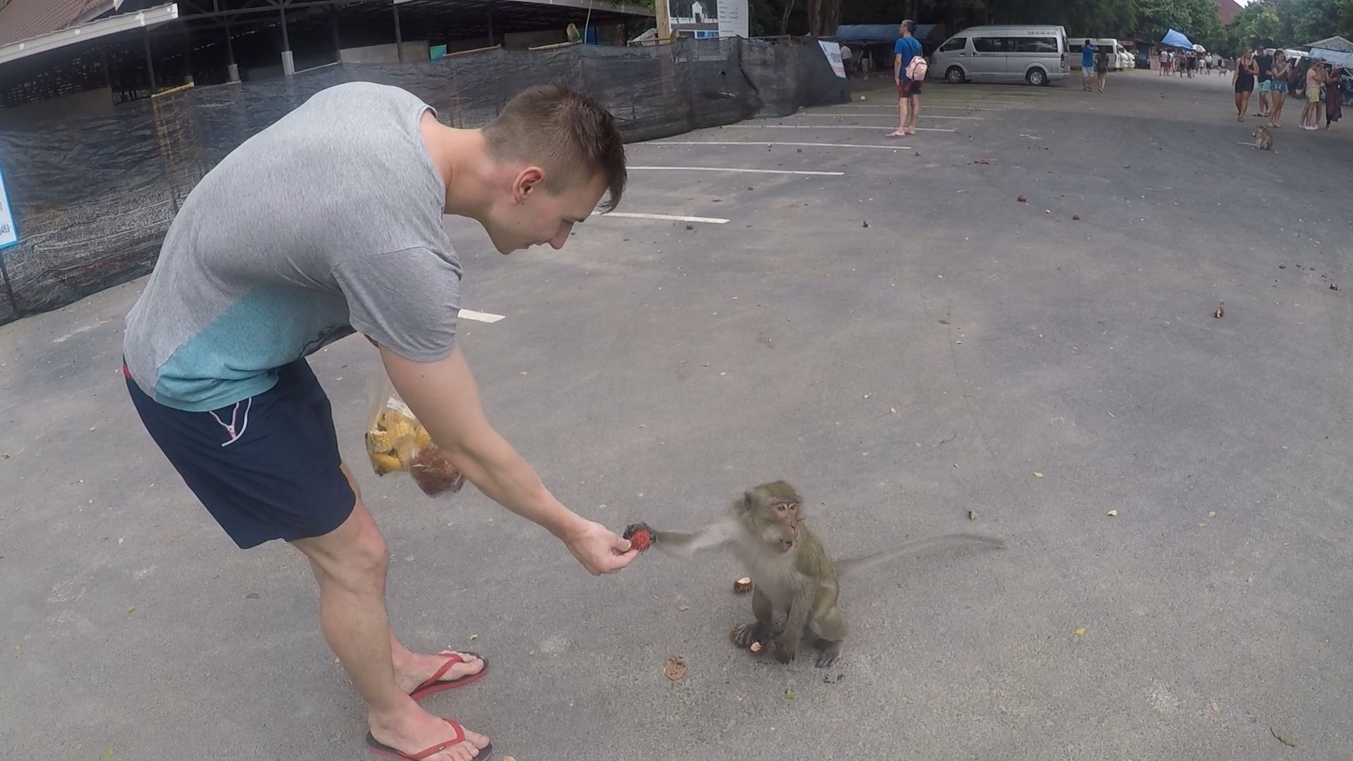 Phuket feeding monkey 1.jpg