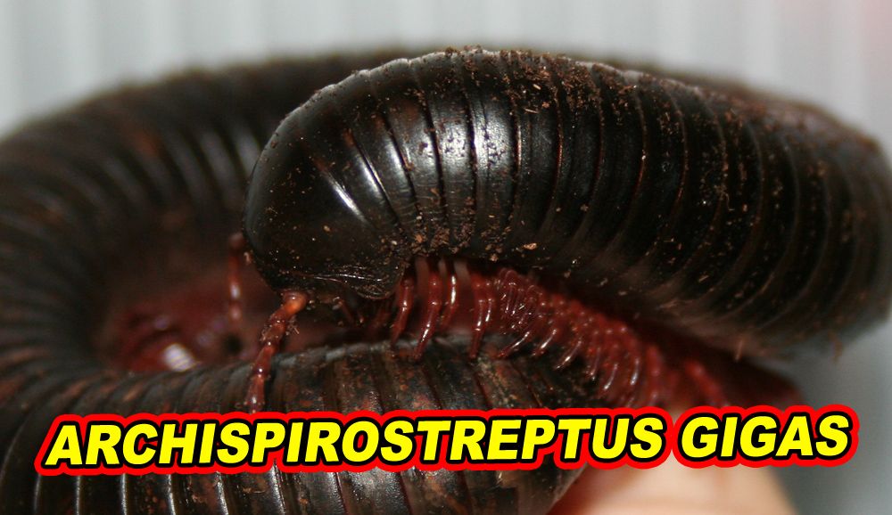 Archispirostreptus gigas.jpg