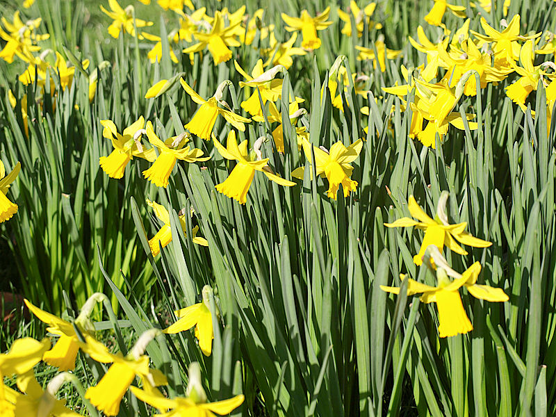 flowers-daffodils_p3067846.jpg