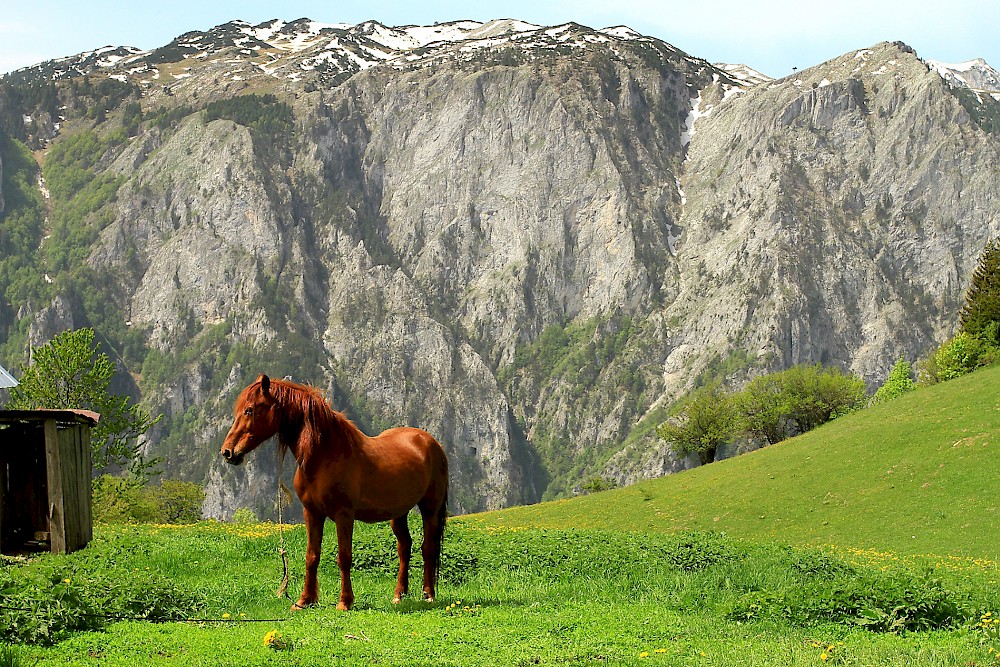 paradise_horse_in_rugova_custom.1000x01.jpg