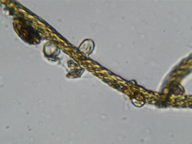 tendril with spore 2.jpg