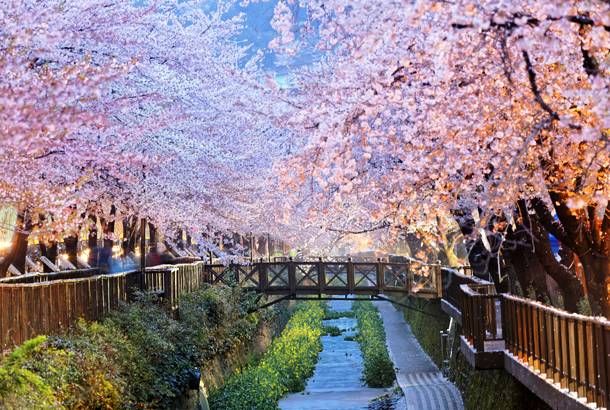 Cherry-Blossoms-in-Busan-city--South-Korea--On-The-Go-Tours-316911472566091_crop_610_410.jpg