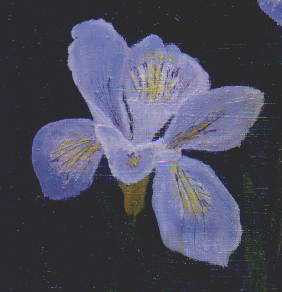 Painting.Iris.JPG