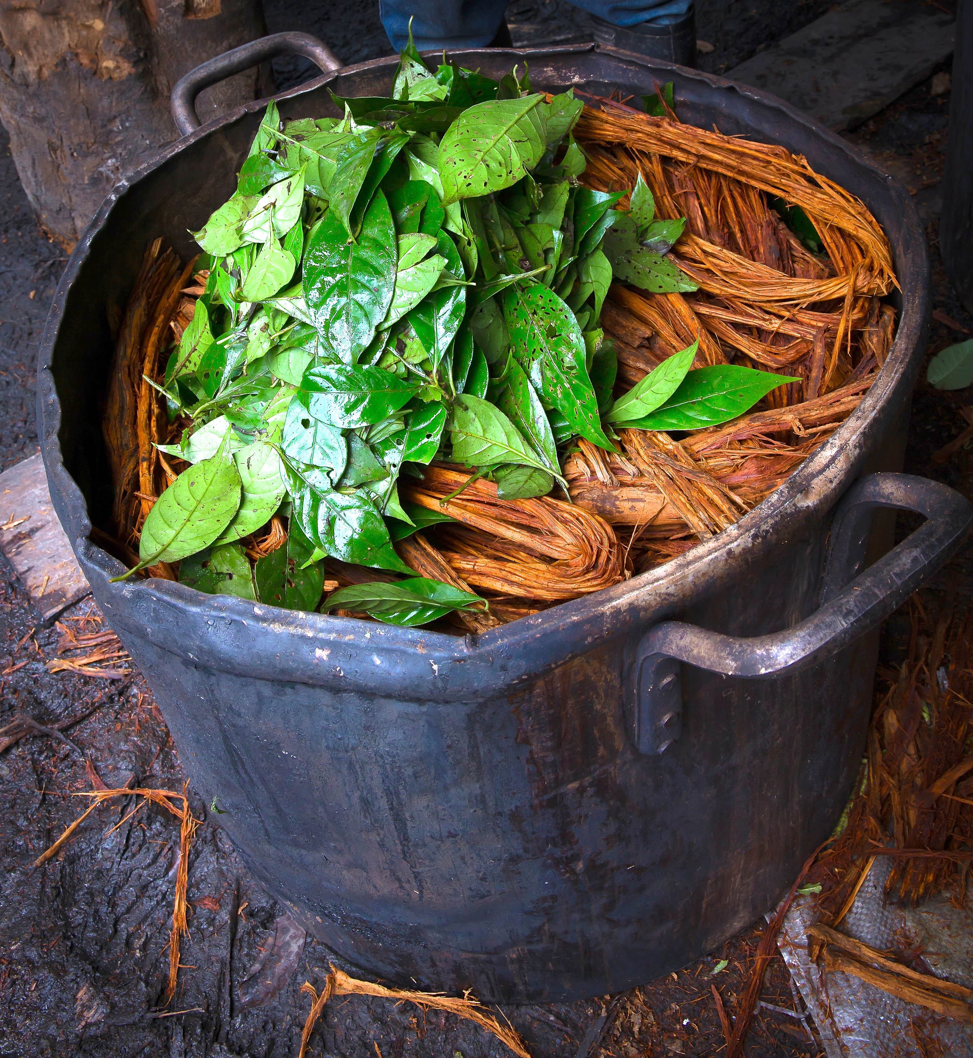 Ayahuasca-21.jpg