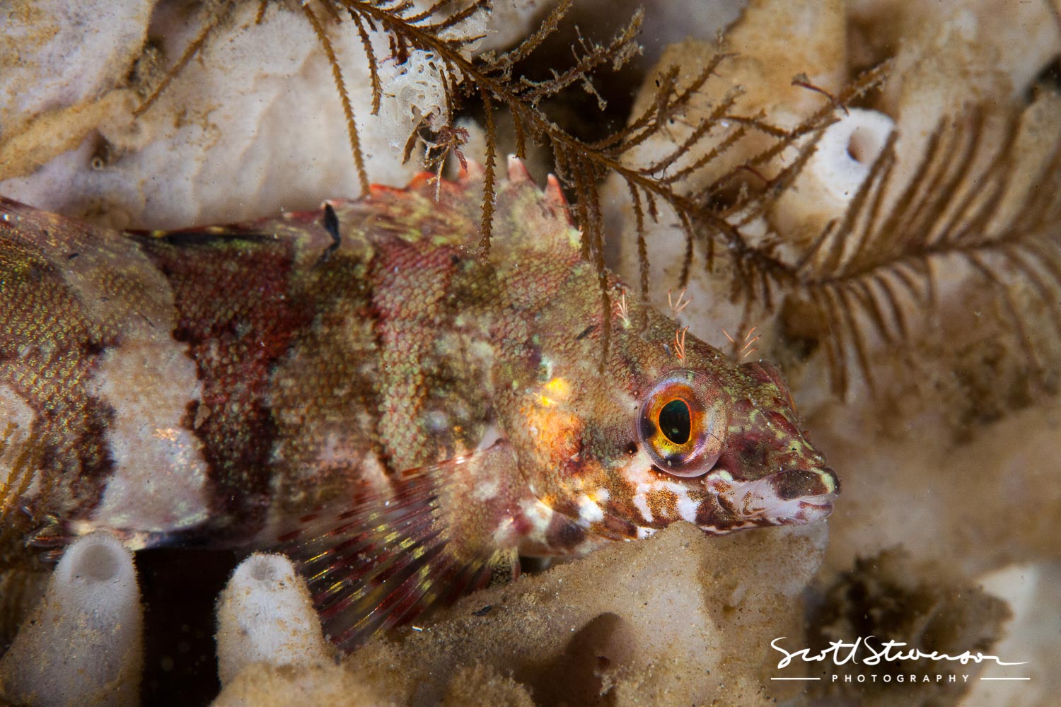 Painted Greenling-2.jpg