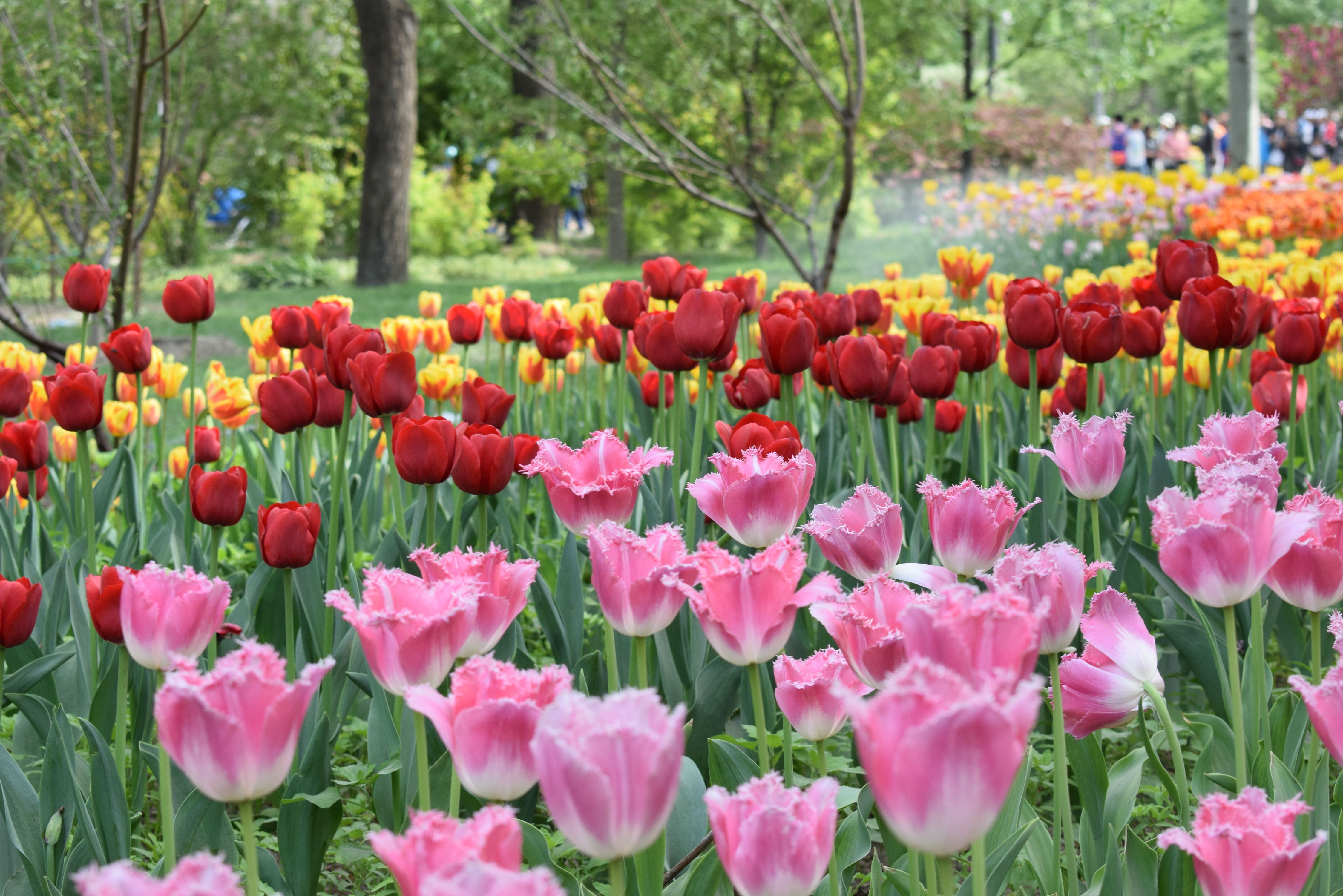 Tulips