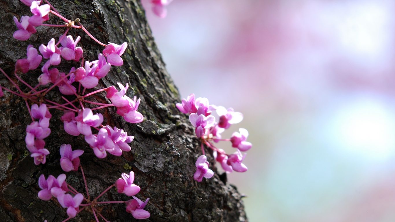 flower-trees-amazing-purple-bark-flowers-ipad-wallpapers-1366x768.jpg