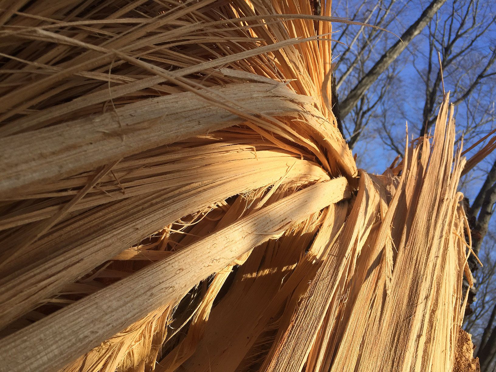 TREE-03.JPG