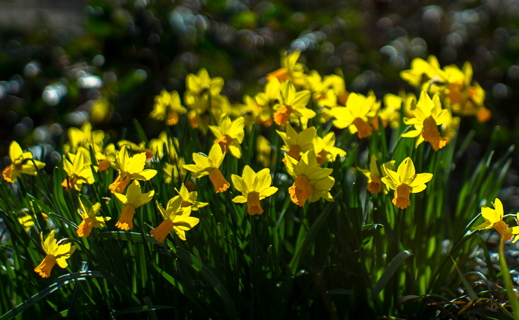 06-04-2018-flowers-yellow-03302.jpg
