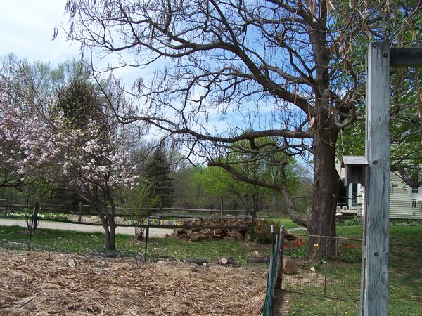 Tree trimming - catalpa1 crop May 2018.jpg