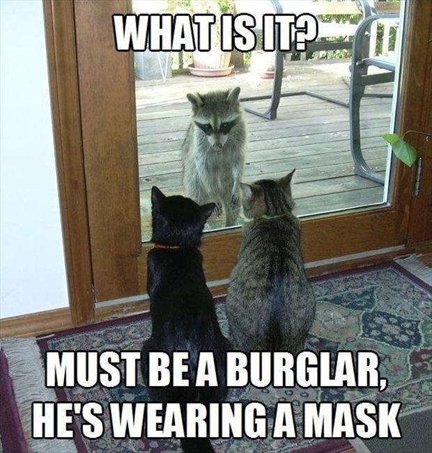 funny-animal-memes(01-08-15-01-54-19).jpg