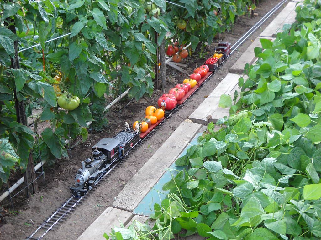 tomato train 8-25-11 024.jpg