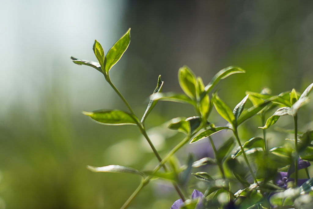 22-04-2018-flowers-04015.jpg