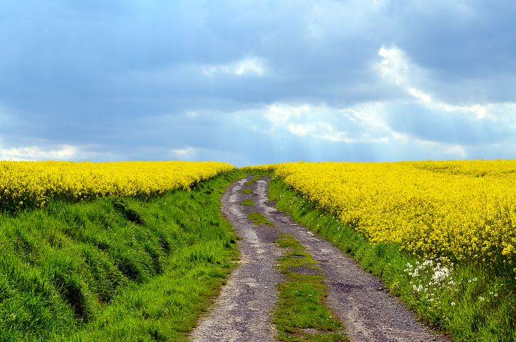 field-of-rapeseeds-2912165__480.jpg