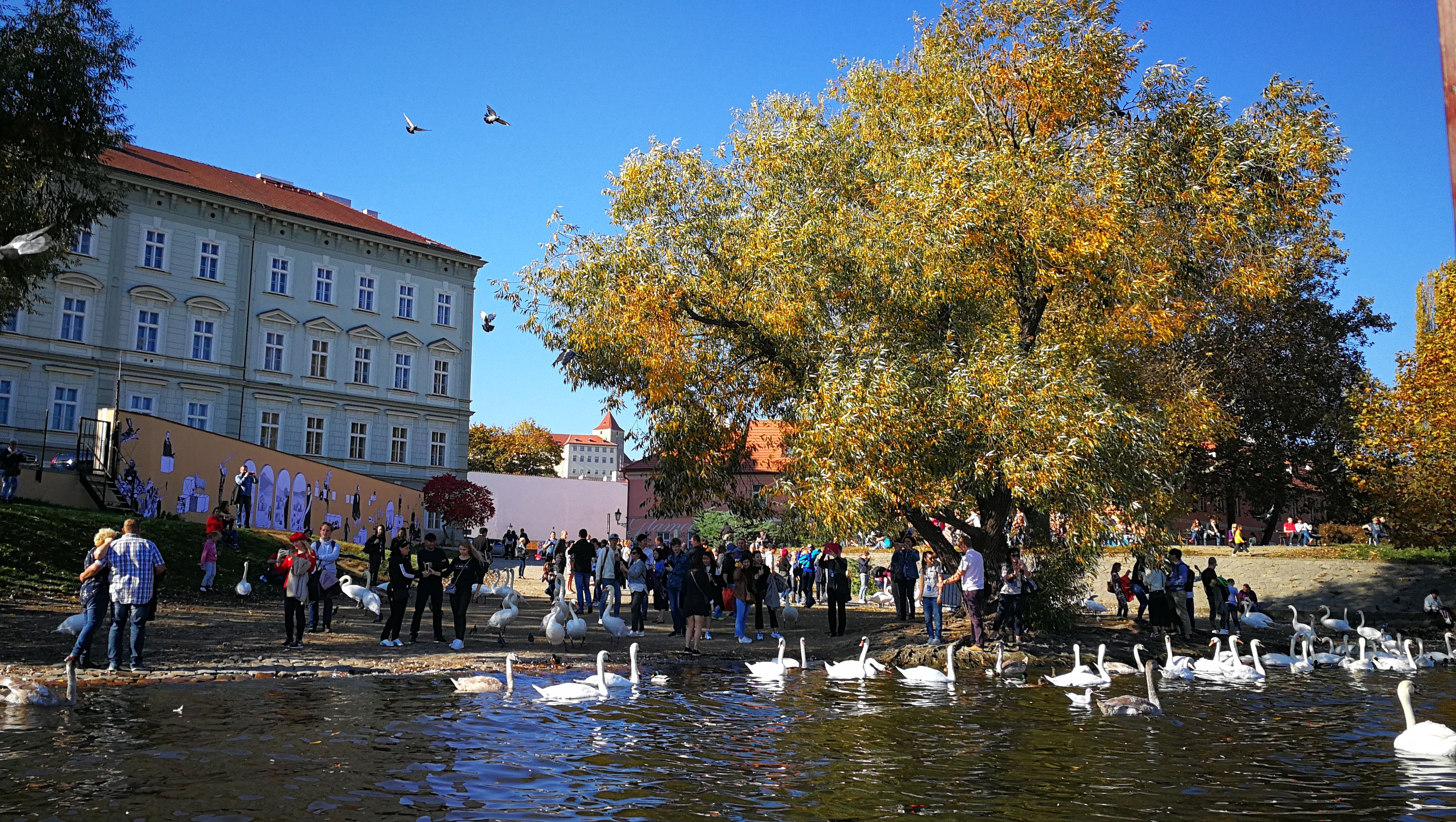 swans-ducks-prague-boat-tour-hilarski.jpg