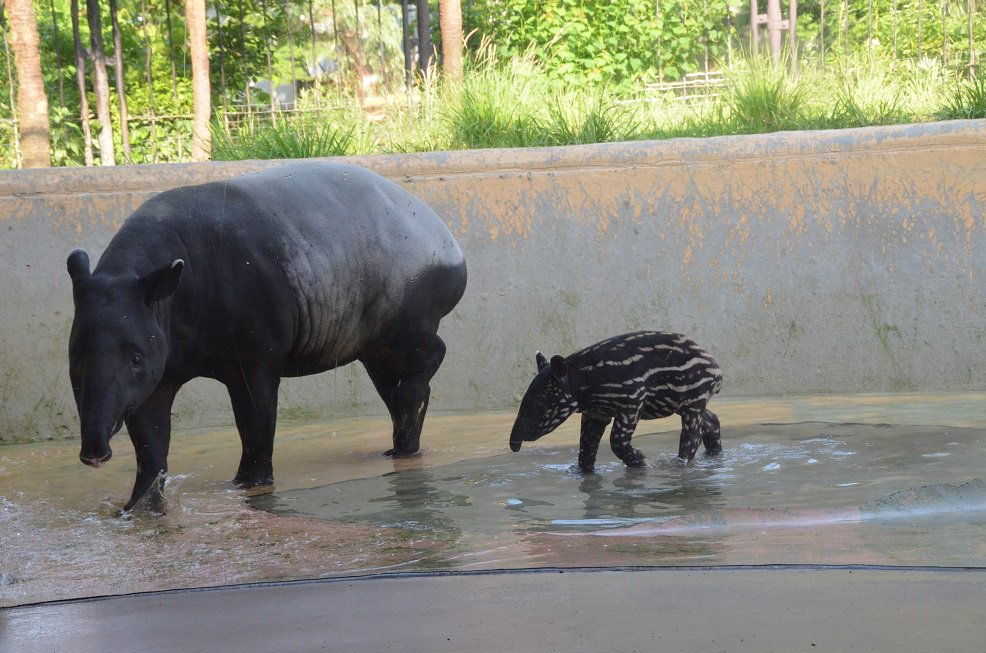 Ko-kun got a big ol' butt!![Ko-kun.jpg