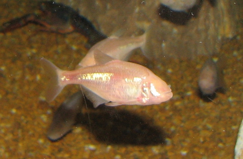 Blind_Cavefish.jpg