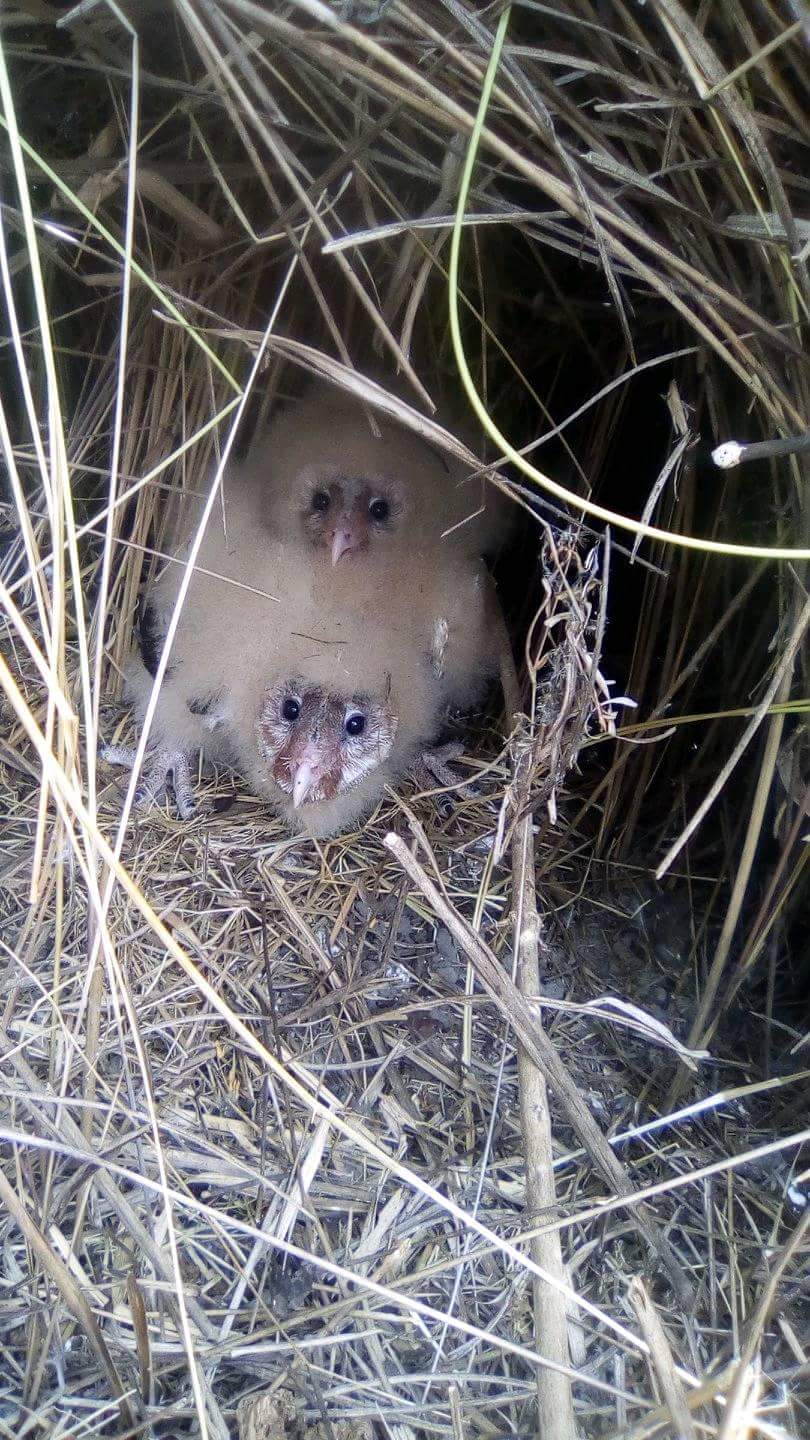 philippine grass owl food