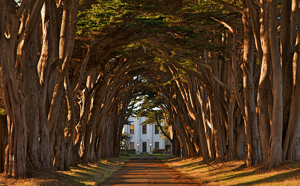 point-cypress tree ave.jpg