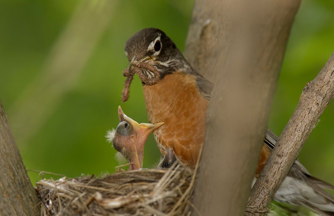 American_robin_in_nest_with_chick_and_worm.jpg