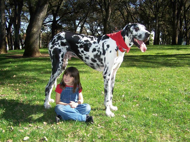 the-biggest-dogs-on-earth-6.jpg