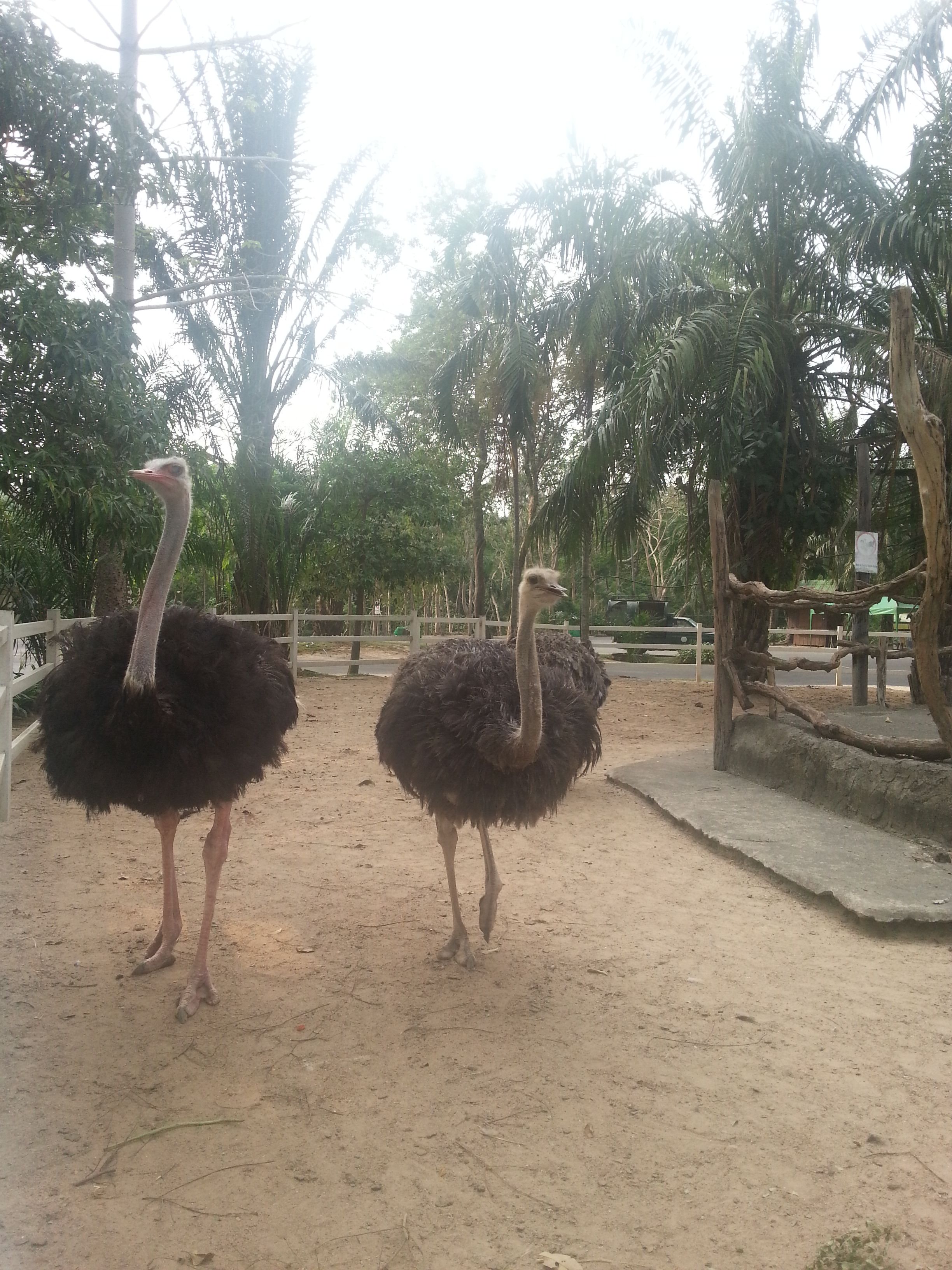 Khao Kheow Open Zoo28.jpg