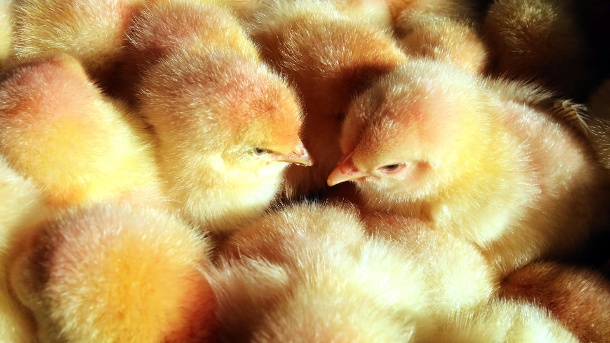 kueken-am-bruesseler-flughafen-sind-20-000-kueken-der-kleinen-tiere-getoetet-worden-.jpg