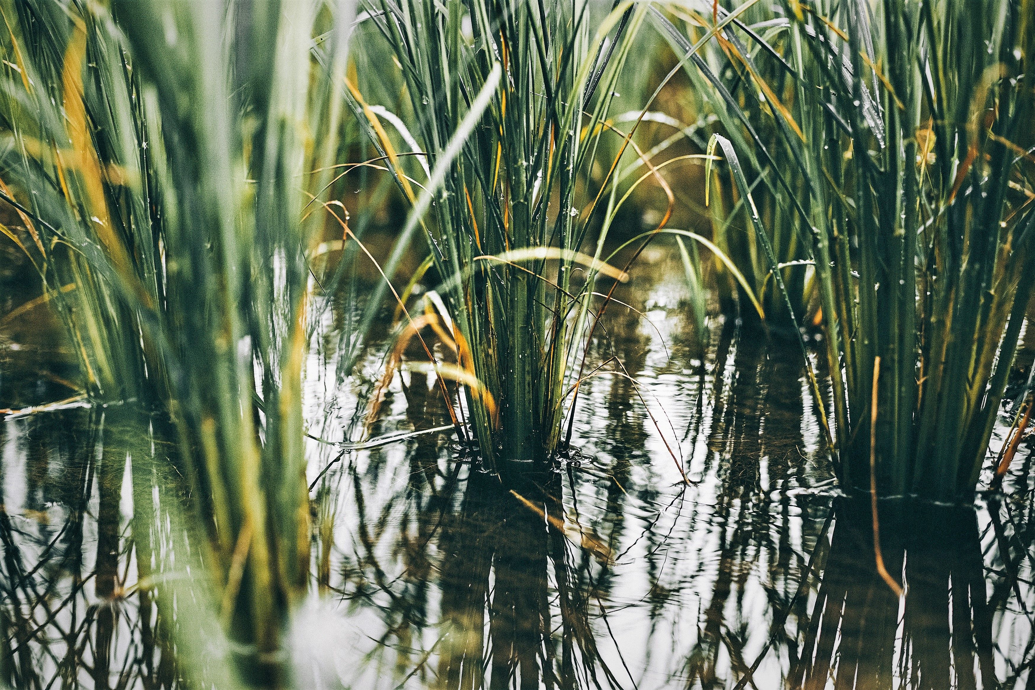 Mae Sot District,Thailand peter-hershey.jpg