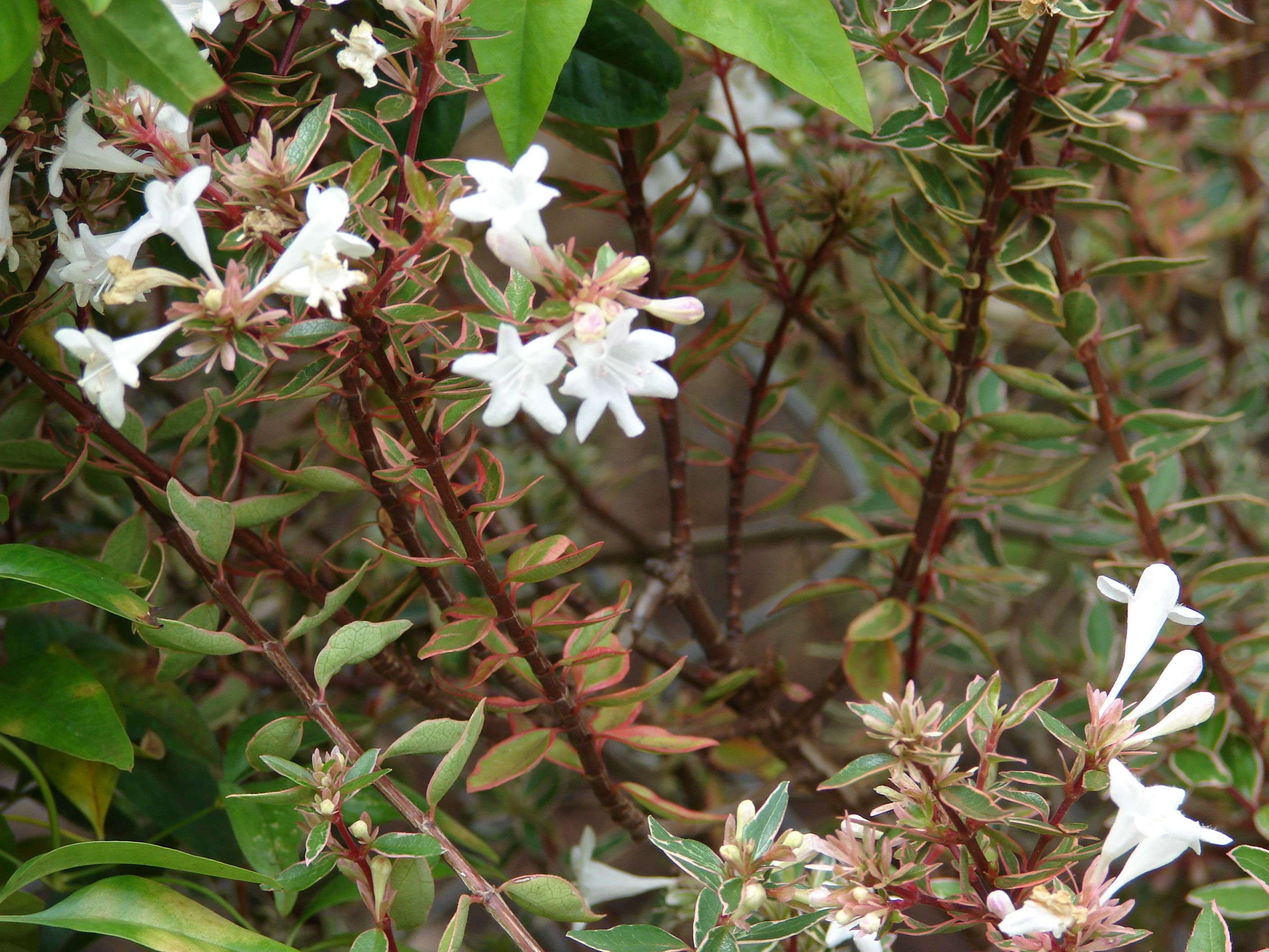 Starr_070906-8956_Abelia_x_grandiflora.jpg