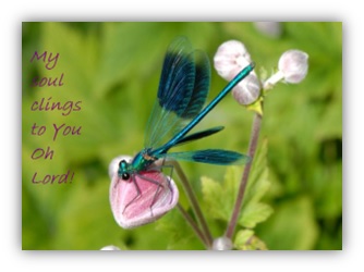 Dragon Fly_My Soul Clings To You.jpg