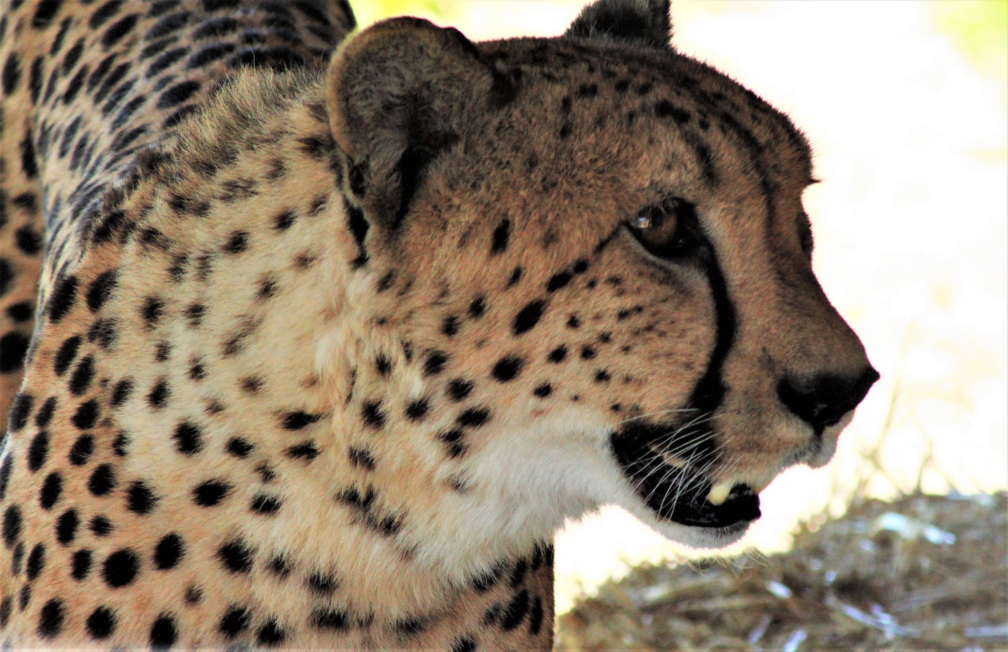 cheetah cat.jpg