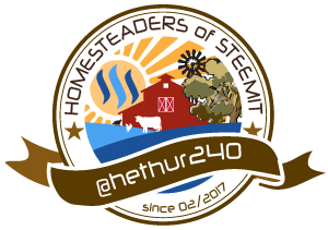 steemit-homesteading-hethur240.png