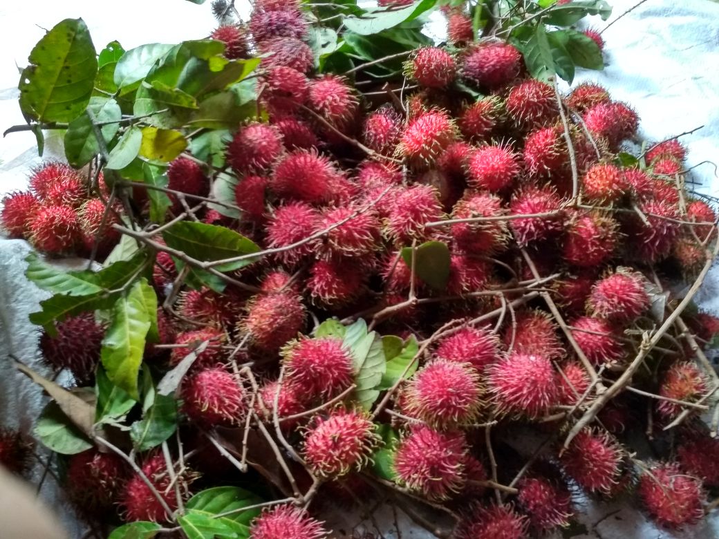indrapuri dan rambutan (3).jpeg
