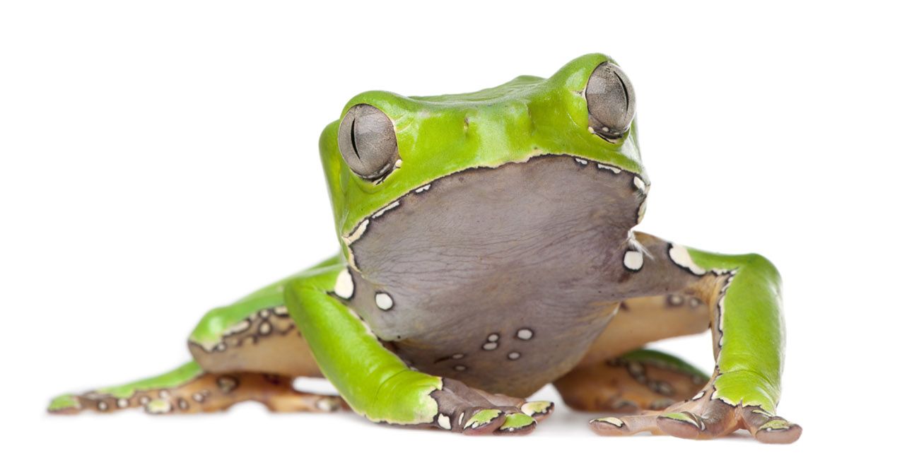 kambofrog.jpg