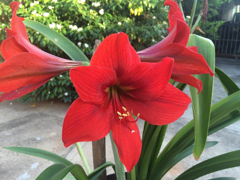 ColorChallenge- Monday Red- Hermosa flor de Amarilis. — Steemit