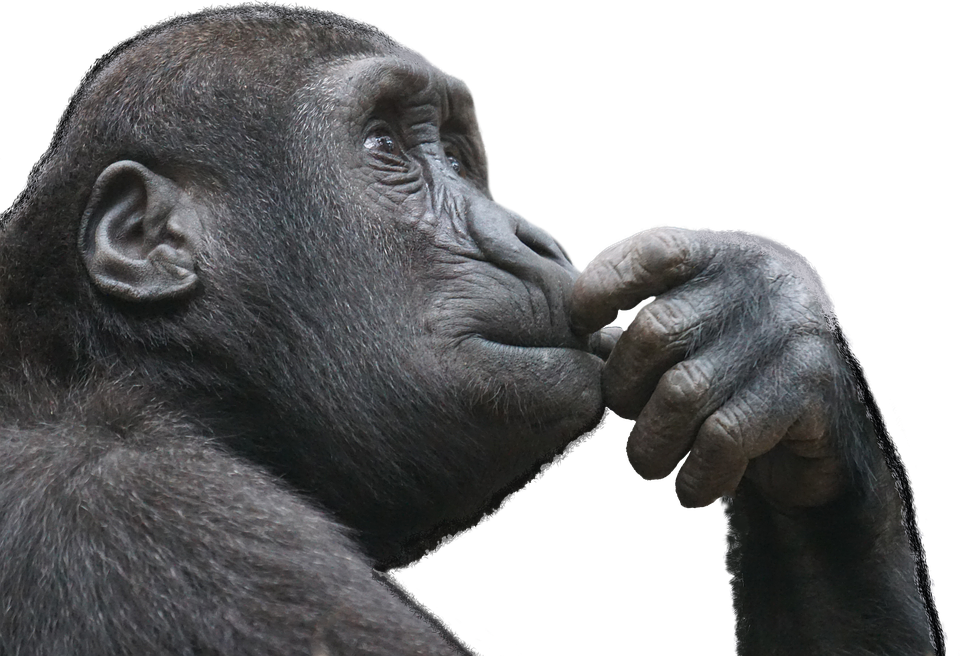 ape thinking transparent.png