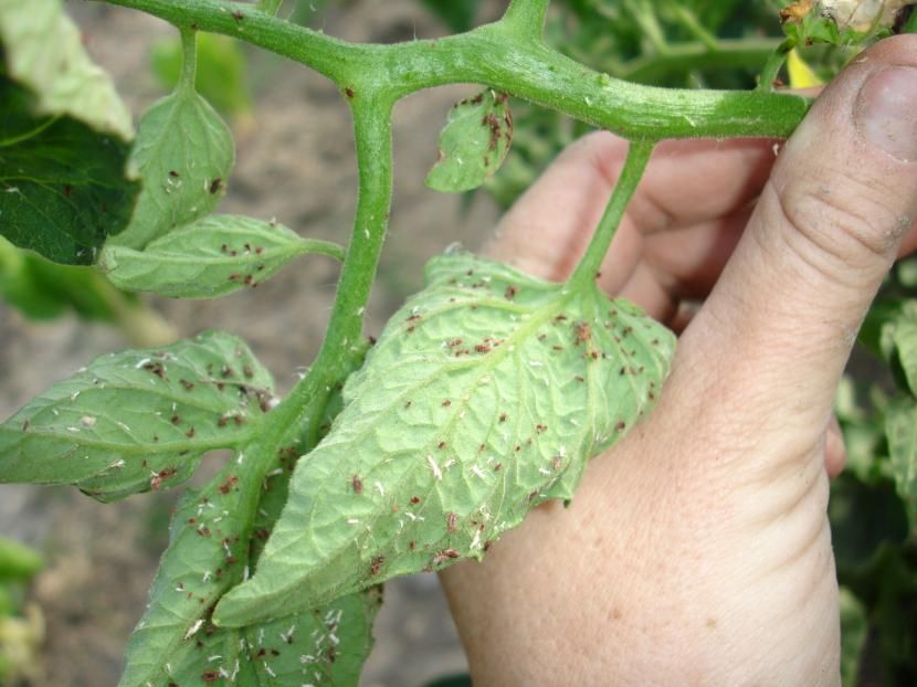 araña-roja-tomates.jpg