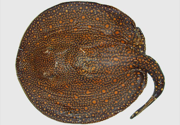 Potamotrygon-rex.jpg