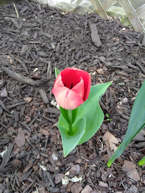 tulip1.jpg