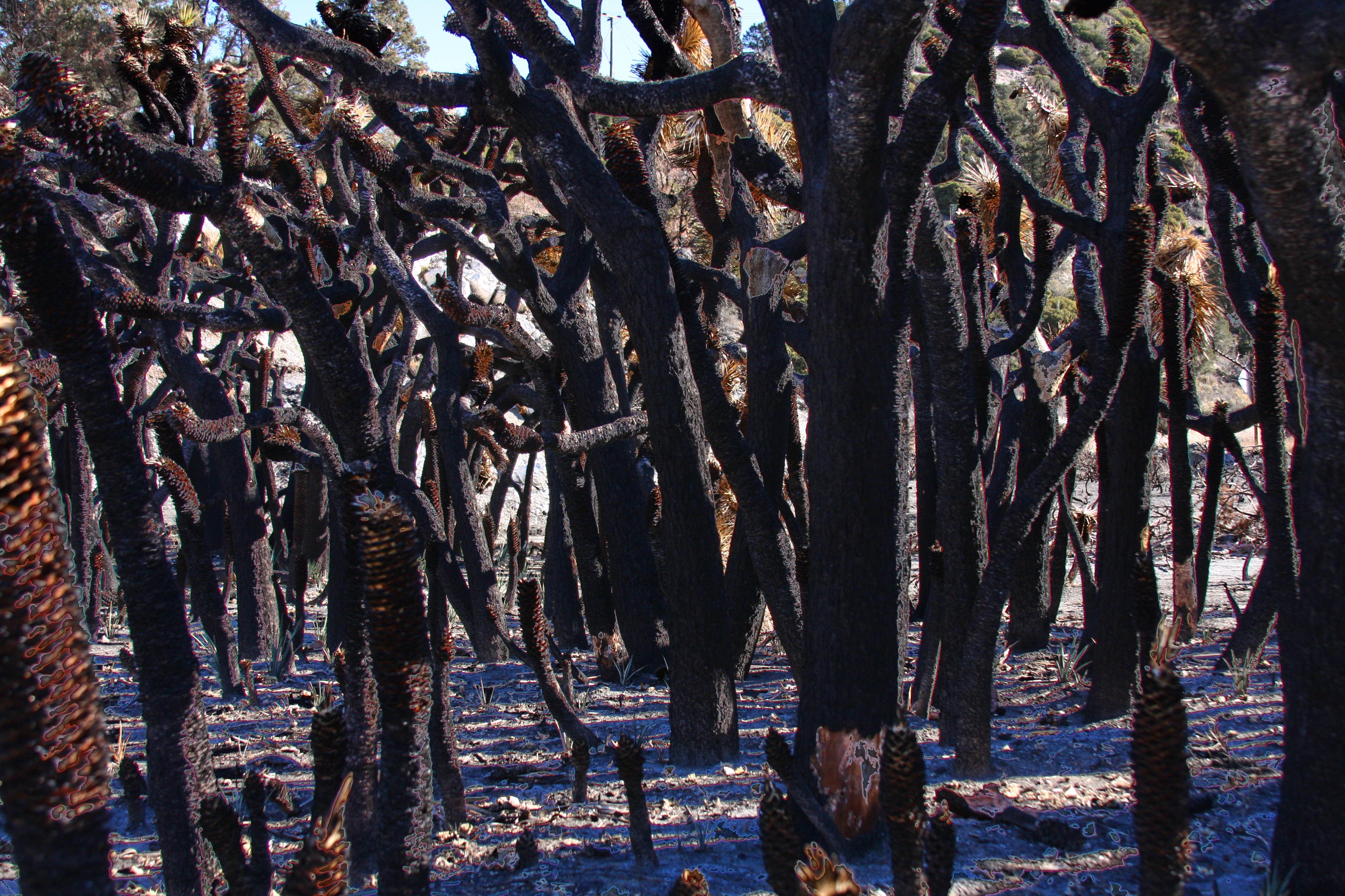 Evil_Forest_(5499418391).jpg