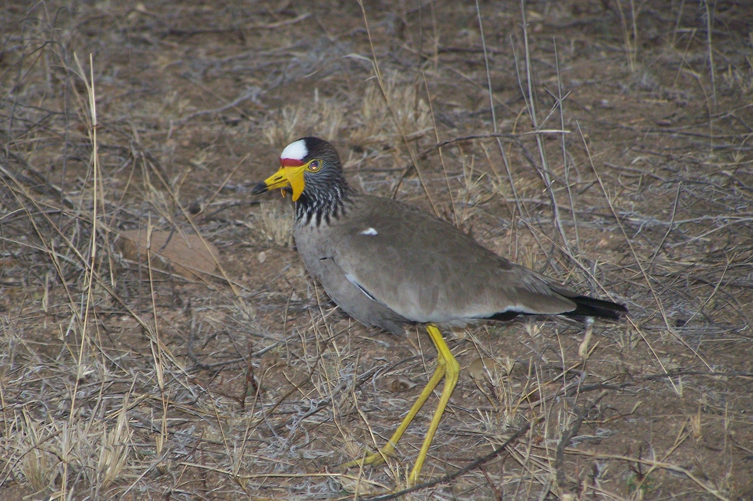 KNP Satara-Lower Sabi 2009 361.JPG