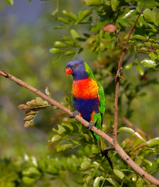 Colourful Rainbow Parrot  Sit on Tree.png