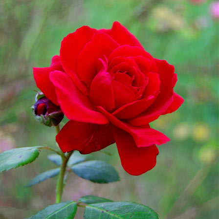 red-roses.jpg