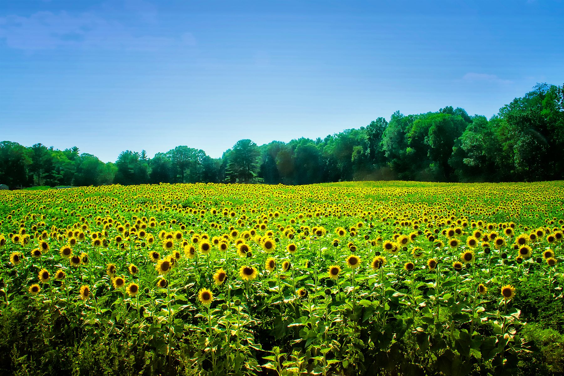 SunflowerField_1.jpg