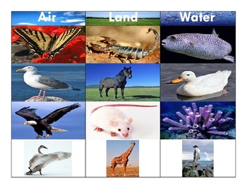 images of air animals
