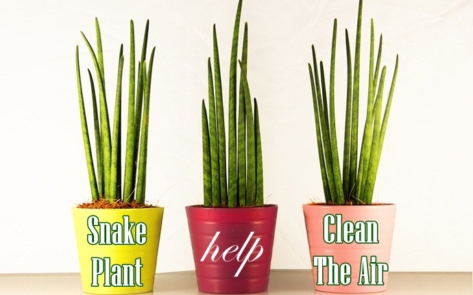 snake-plant.jpg