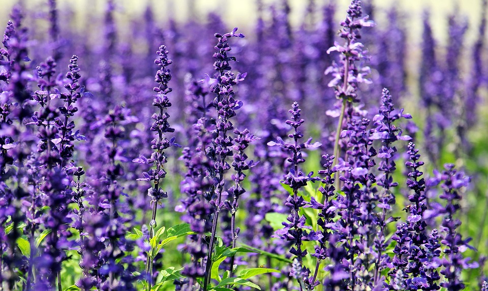 lavender.jpg